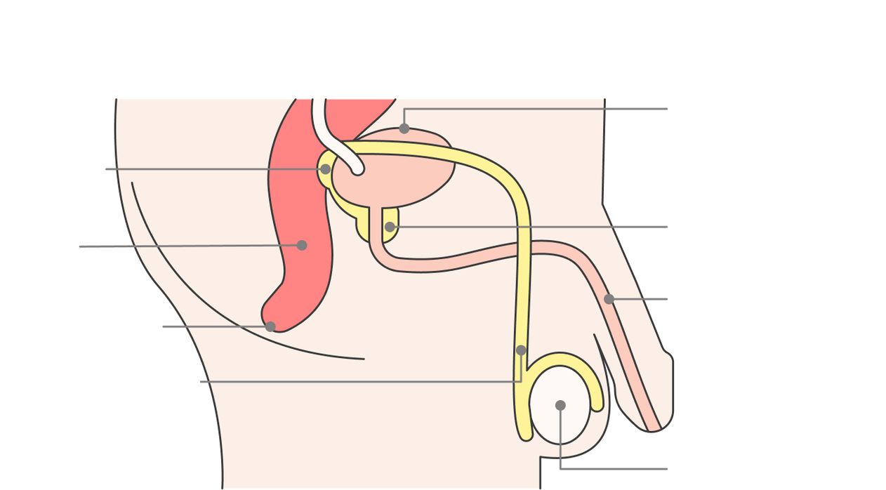 vendndodhja e gjëndrës së prostatës dhe strukturave të saj